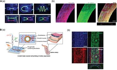 Frontiers | 3D Bioprinting-Based Vascularized Tissue Models Mimicking ...